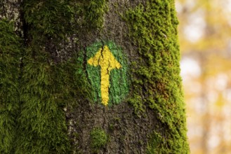 Hand-painted yellow arrow on a green circle on a moss-covered tree trunk as a marker for a hiking