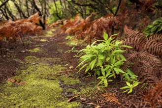 Moss-covered hiking trail along the Levada Velha do Rabaçal, lined with laurel trees, ferns and