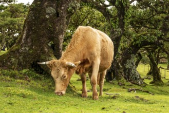 A grazing cow in front of pristine laurel trees in the magical, mystical laurel forest of Fanal,