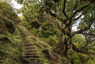 Moss-covered steps on a hiking trail in the mystical laurel forest of Fanal, lined with ancient