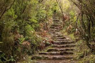 Winding, moss-covered stone steps on a hiking trail near Fanal, lined with primeval vegetation,