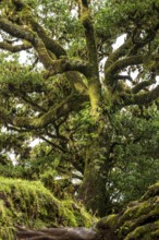 Ancient laurel tree with twisted branches overgrown with moss and ferns in the mystical laurel