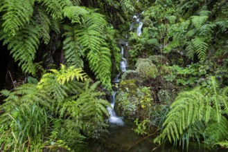 Cascades of a small waterfall in the secluded, mystical Folha Valley, lined with giant fern fronds