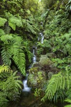 Cascades of a small waterfall in the secluded, mystical Folha Valley, lined with giant fern fronds