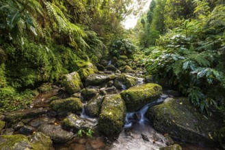 A stream flows through a mystical valley with primeval vegetation over moss-covered and
