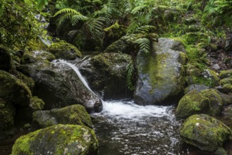 A small stream flows over moss-covered and fern-covered rocks in the middle of a primeval forest,