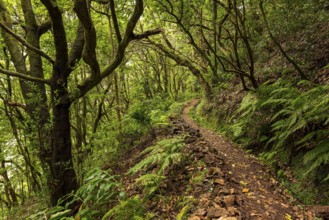 Hiking trail along the Levada do Moinho, lined by primeval forest with laurel trees, ferns and