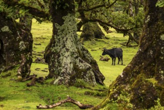View of a grazing cow through the unspoilt laurel trees in the magical, mystical laurel forest of