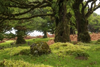 Bizarrely grown, primeval and ancient laurel trees in the fairytale, mystical laurel forest of