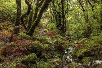 Primeval forest with moss-covered stones and laurel trees, ferns and other tropical plants, Rabaçal
