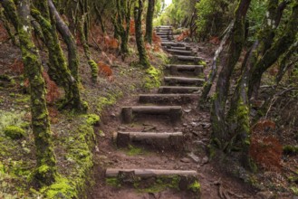 Wooden plank steps on a hiking trail in the Rabaçal nature reserve, lined with laurel trees, ferns