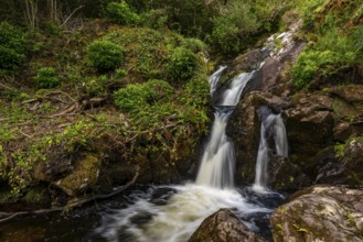 Small waterfall surrounded by lush vegetation in a mystical forest on the Derrynane Loop Walk,