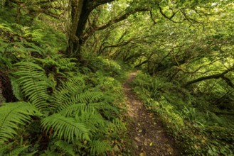 Hiking trail through a primeval forest with lush vegetation on the Derrynane Loop Walking Trail,