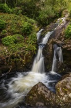 Small waterfall surrounded by lush vegetation in a mystical forest on the Derrynane Loop Walking
