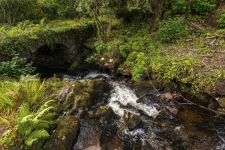 Stone bridge over a stream on a footpath through a primeval forest on the Derrynane Loop Walking
