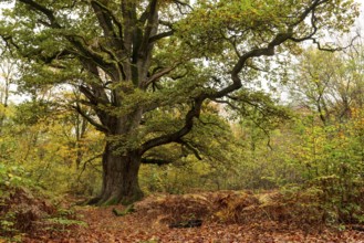 Trunk of the monumental black oak (Quercus robur) in an autumn scene in the Sababurg primeval