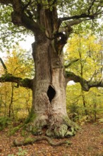 Trunk of the monumental English oak (Quercus robur) in an autumn scene in the Sababurg primeval
