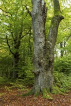 Trunk of a monumental copper beech (Fagus sylvatica) in a primeval forest, Reinhardswald nature