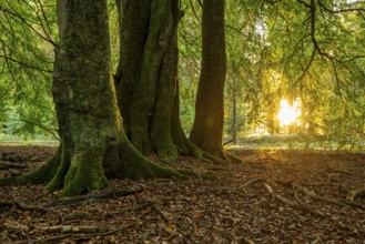 The evening sun shines on the moss-covered trunks of ancient beech trees in a deciduous forest,