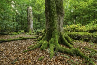 Winding roots of an ancient moss-covered tree, deadwood and lush deciduous forest in the