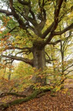 Trunk of a monumental English oak (Quercus robur) in an autumn scene in the Sababurg primeval