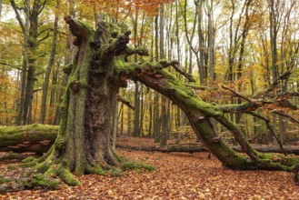 Autumnal forest scene with a trunk of an ancient, dead and bent tree covered with moss and tree