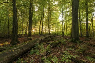 The morning sun shines into a primeval deciduous forest with moss-covered deadwood on the ground,