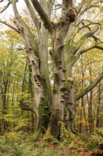 Dead beech (European beech, Fagus sylvatica) with countless tree fungi on the trunk, autumnal