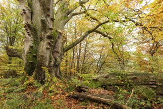 Dead beech (European beech, Fagus sylvatica) with countless tree fungi on the trunk, autumnal