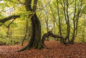 Autumn scene in the Sababurg primeval forest with an ancient tree with a split trunk, Reinhardswald