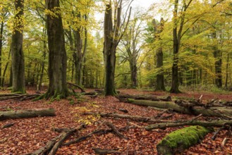 Autumnal forest landscape with a group of ancient beech trees and dead wood on the forest floor,