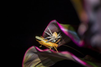 Comb spider (Ctenidae) with captured grasshopper, sitting on a leaf, at night, Puntarenas province,