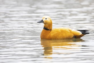 Ruddy shelduck (Tardora ferruginea) Germany