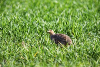 Grey partridge (Perdix perdix) Germany