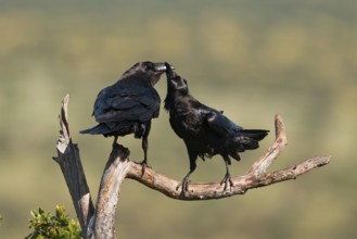 Pair of common ravens (Corvus corax) mating on a branch, Extremadura, Spain
