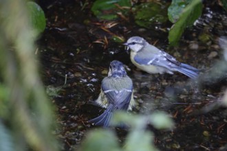 Wet blue tit after a bath, summer, Germany