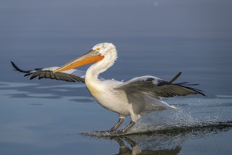 Dalmatian Pelican (Pelecanus crispus), Dalmatian Pelican, landing, long exposure, Lake Kerkini,