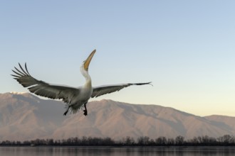 Dalmatian Pelican (Pelecanus crispus), Dalmatian Pelican, flying, Lake Kerkini, Greece