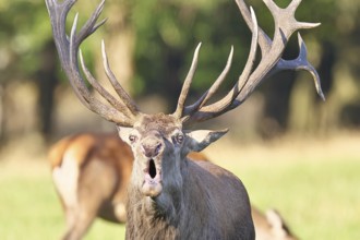 Red deer (Cervus elaphus) during the rutting season, a large stag roaring in a forest clearing,