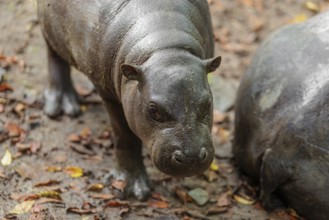 A female pygmy hippopotamus (Choeropsis liberiensis) stands next to its mother. Liberia, West