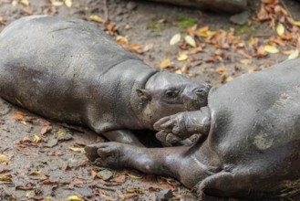 A female pygmy hippopotamus (Choeropsis liberiensis) nurses its calf. Liberia, West-Afrika