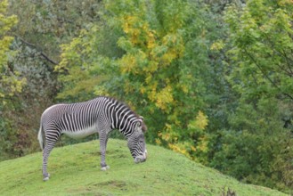 A Grévy's zebra (Equus grevyi) stands in a green meadow in hilly terrain. Botswana