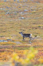 Reindeer at Abisko National Park in the colourful autumn of Lapland below Lapporten, Cuonjávággi