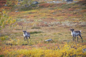 Reindeer herd at Abisko National Park in the colourful autumn of Lapland below Lapporten,