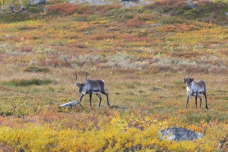 Reindeer herd at Abisko National Park in the colourful autumn of Lapland below Lapporten,