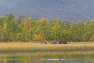 Reindeer at Abisko National Park in autumnal Lapland crossing a marshland by the lake