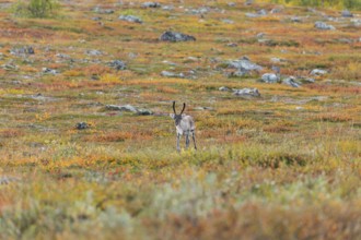 Reindeer at Abisko National Park in the colourful autumn of Lapland below Lapporten, Cuonjávággi