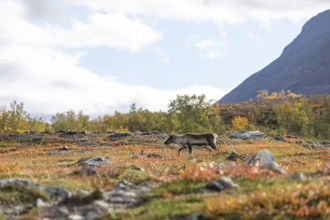 Reindeer at Abisko National Park in the colourful autumn of Lapland below Lapporten, Cuonjávággi