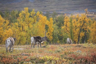 Reindeer herd at Abisko National Park in the colourful autumn of Lapland below Lapporten,