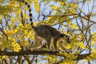 A ring-tailed lemur (Lemur catta) runs across a branch high up in a tree against the light on a